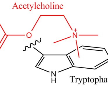 acetylcholine function